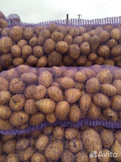 Продам картофель
