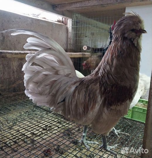 Декоративные куры, 1 + 2