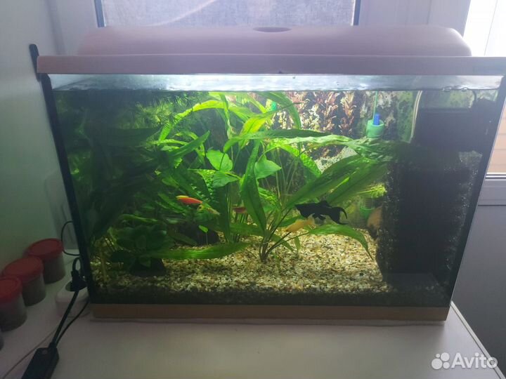Аквариум с рыбками