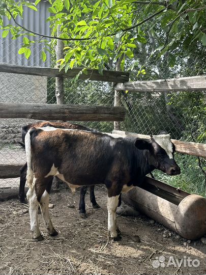 Бычки 6 голов