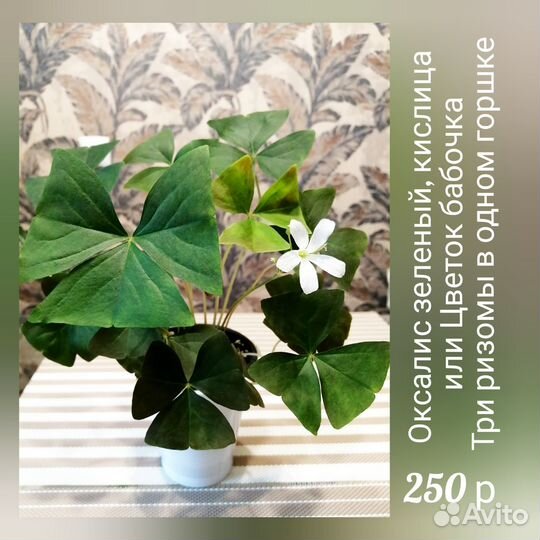 Фиалка, Кислица Оксалис, Традесканция, Хойя