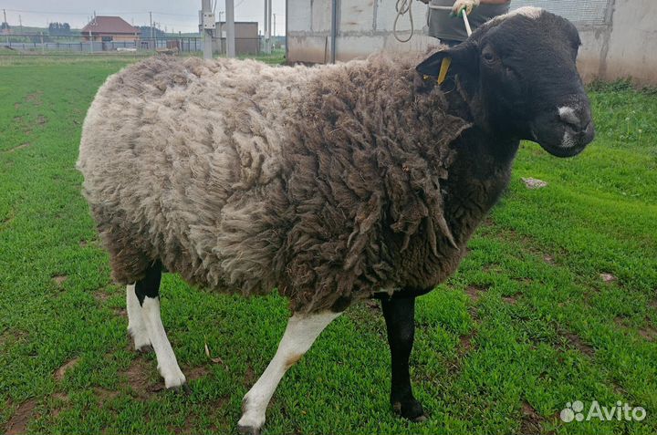 Баран дорпер