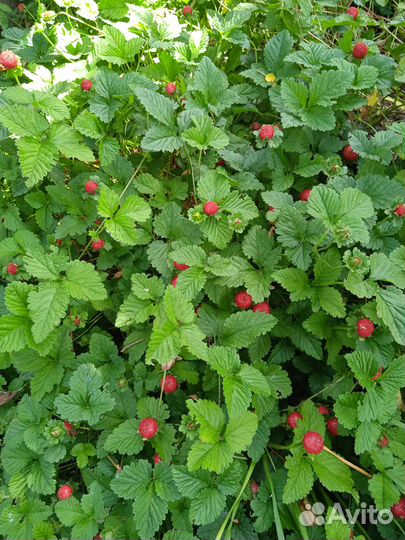 Дюшенея индии