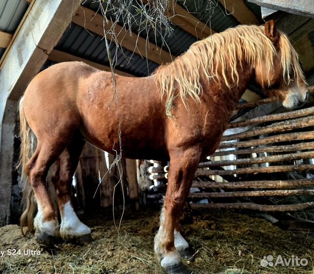 Жеребец русский тяжеловоз