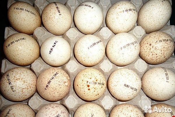 Инкубационное яйцо Европа и Россия на 2023 год