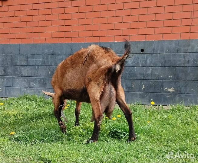 Коза чешская доиная.Чешский козлик 100%