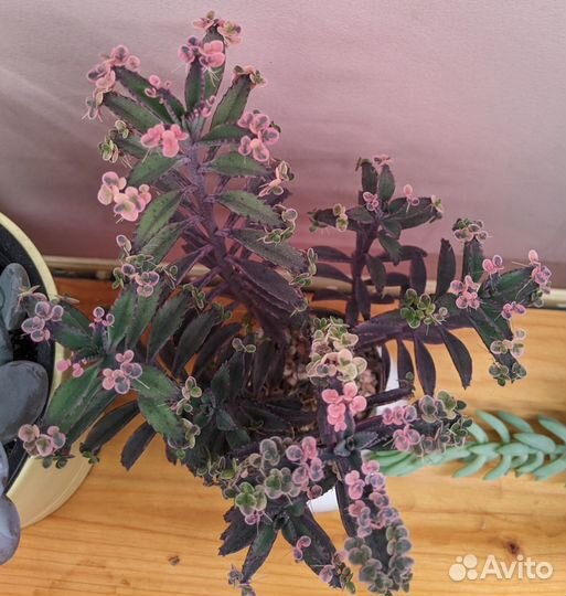 Каланхое розовые бабочки и денежное дерево