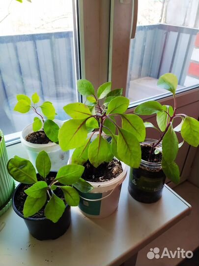 Джинура прокумбенс - противодиабетическое растение