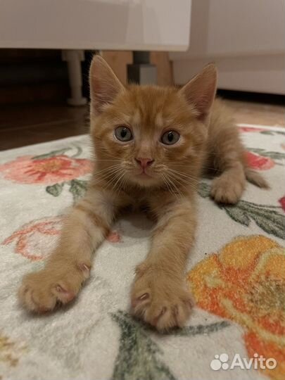 Котенок в добрые руки