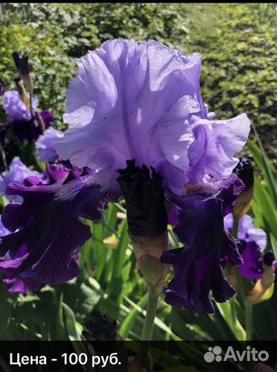 Ирисы