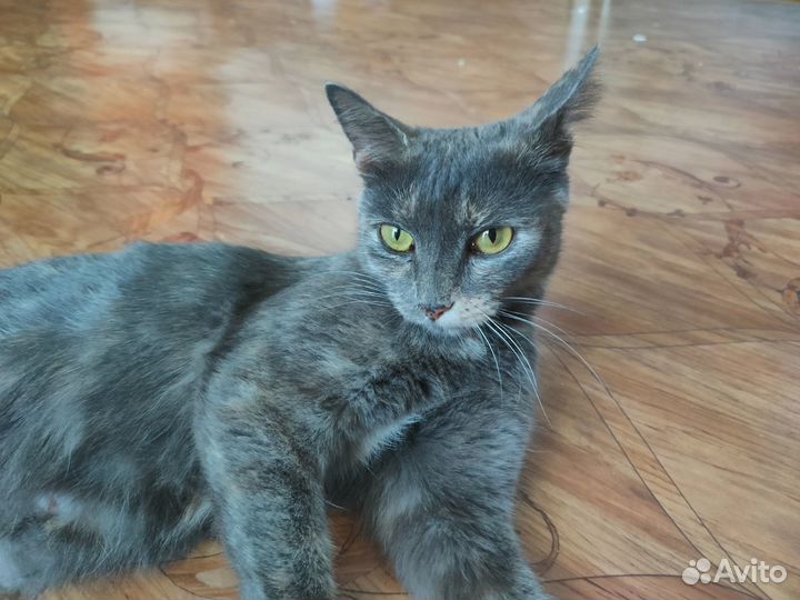 Молодая кошка