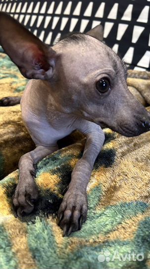 Мексиканская голая собака, Ксолоитцкуинтли