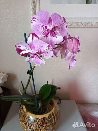Орхидея фаленопсис