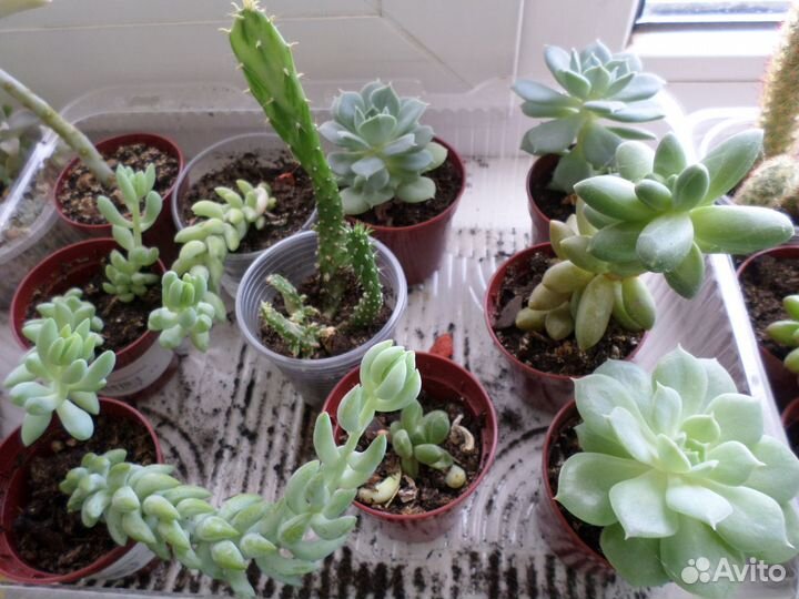 Суккуленты