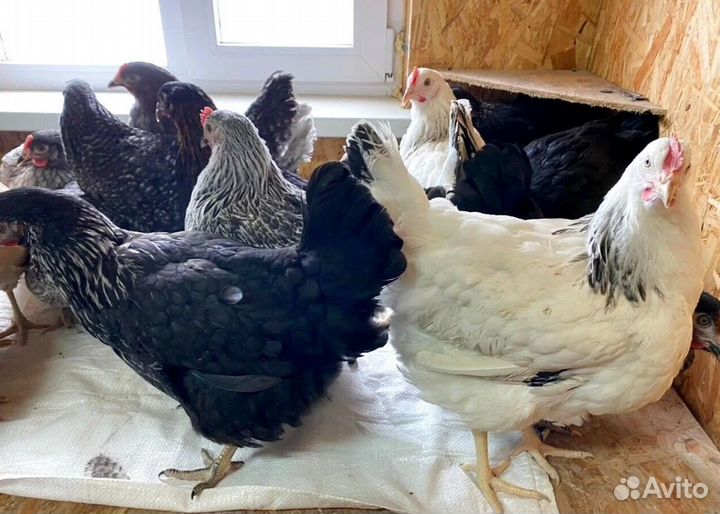 Курочки несушки