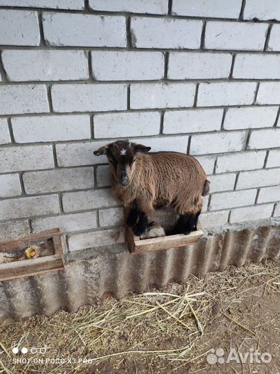 Камерунские козлята