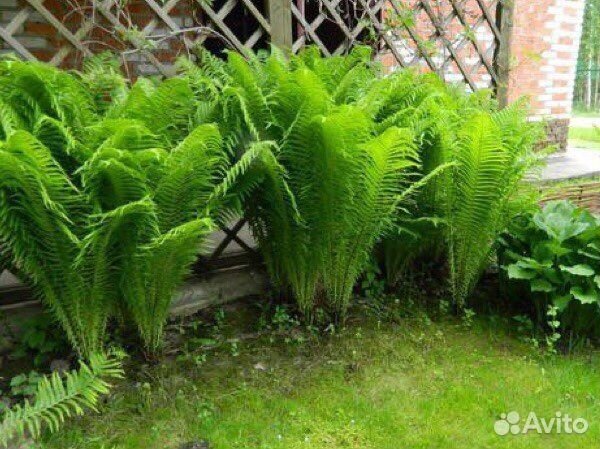 Папоротник садовый