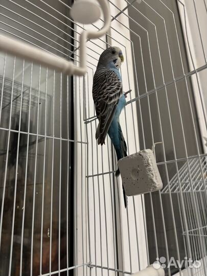 Волнистый попугай с клеткой