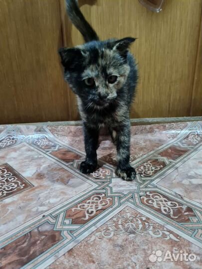 Отдам котенка в добрые руки