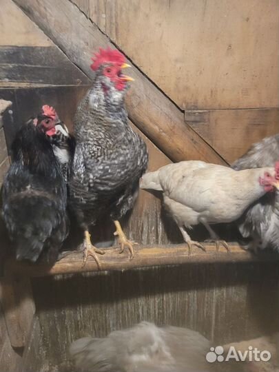 Молодые петухи