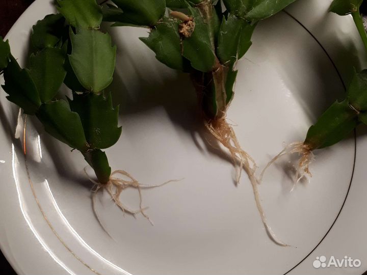 Декабрист шлюмбергера