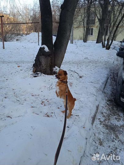 Кобель вязка