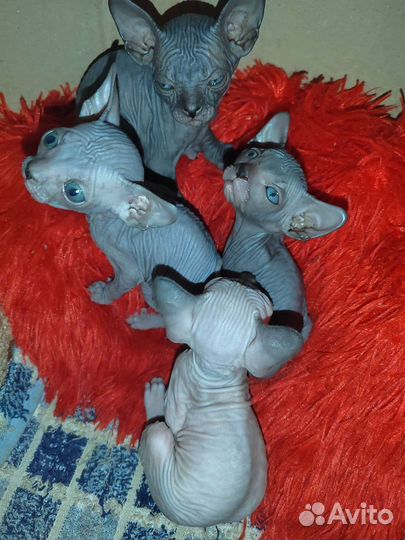 Канадский сфинкс