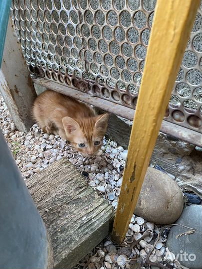 Котята бесплатно
