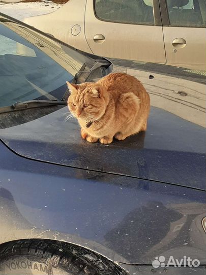 Кот рыжий потерялся