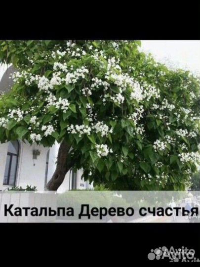 Катальпа саженцы 160+см