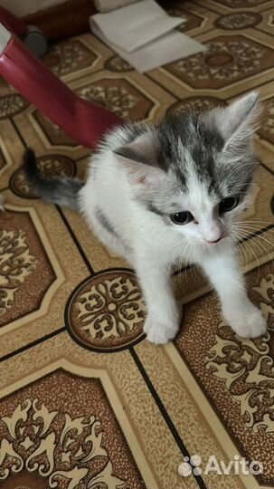 Кошка в добрые руки