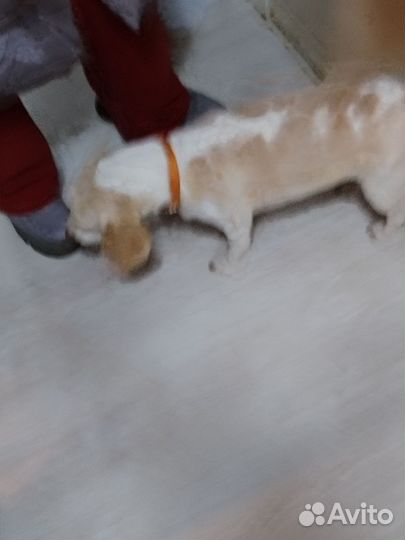 Собаки