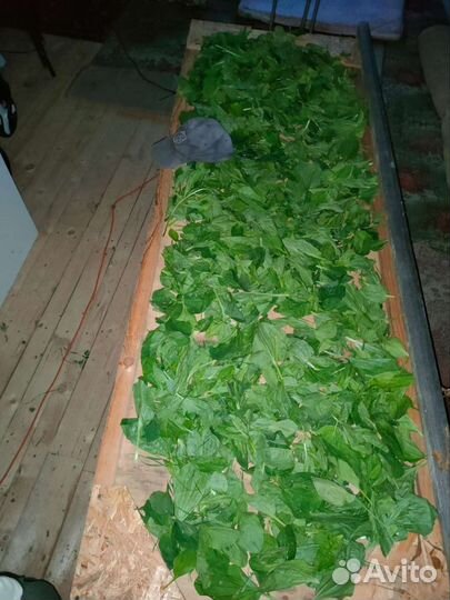 Корм для грызунов: сухие листья подорожника 100гр