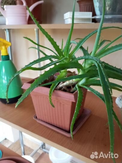 Алоэ лечебный