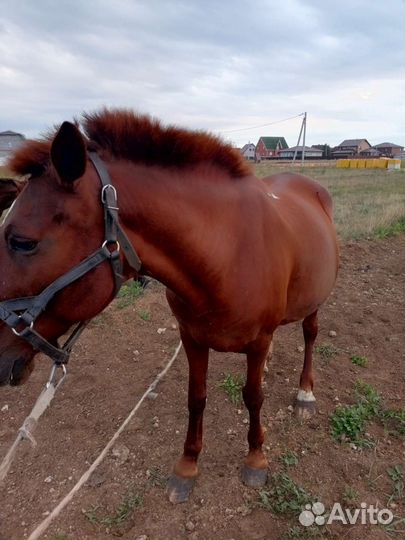 Продаю кобылу