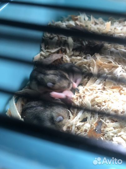 Продаю хомячков