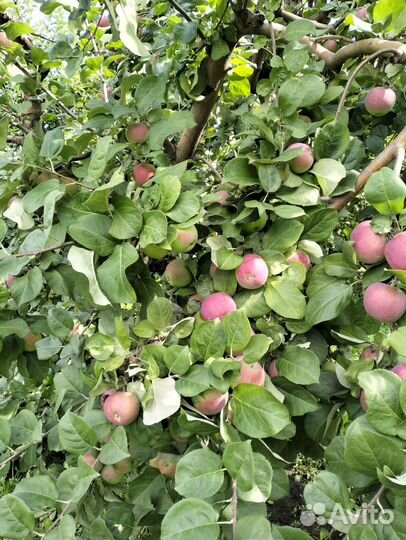 Разнорабочи вахта