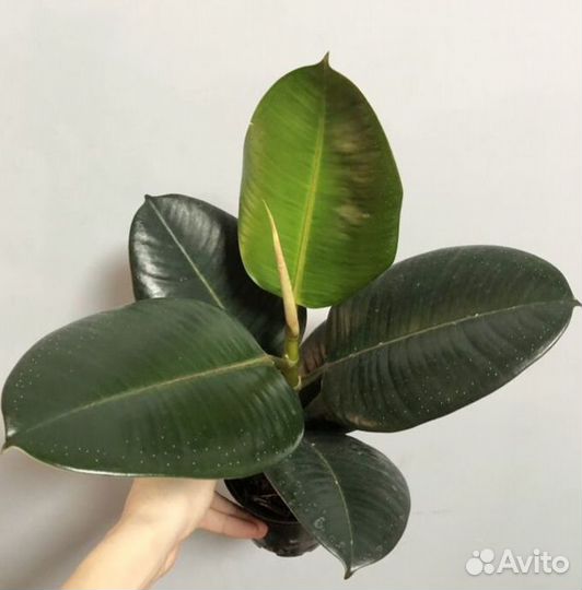 Фикус эластика