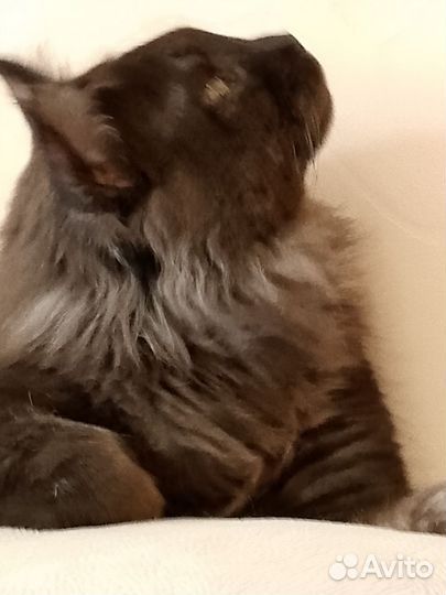 Кот на вязку