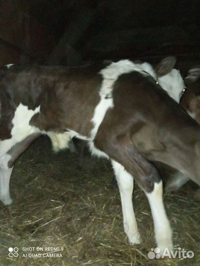 Телята мясной породы