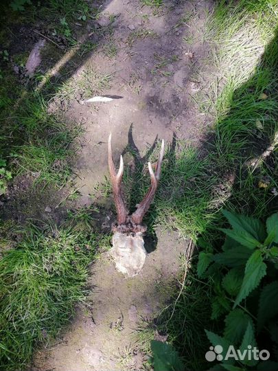 Рога косули