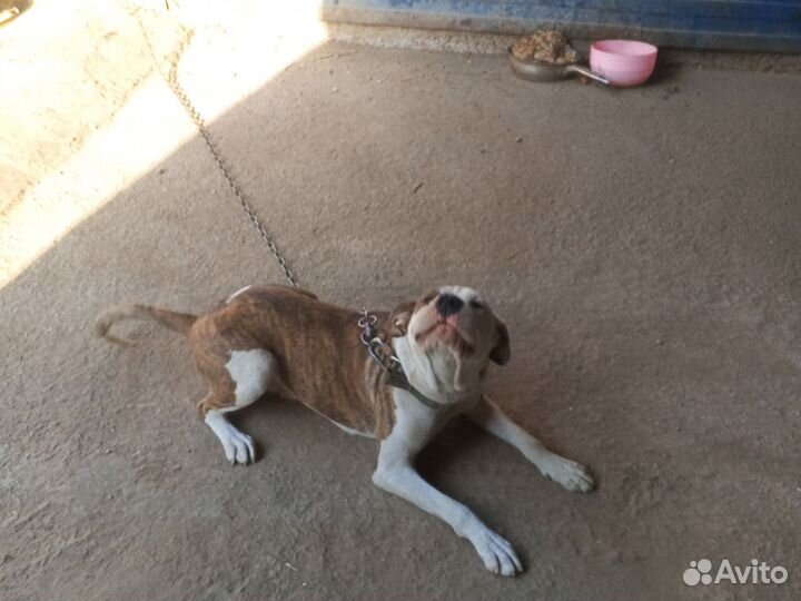 Стафф терьера ище невеста