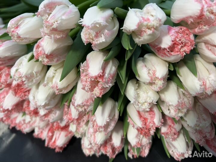 Тюльпаны оптом