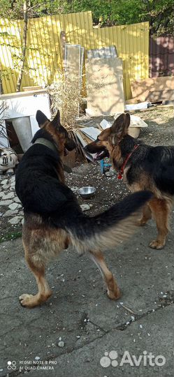 Щенки немецкой овчарки