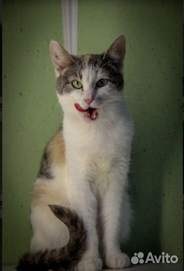 Кошки и котики в дар