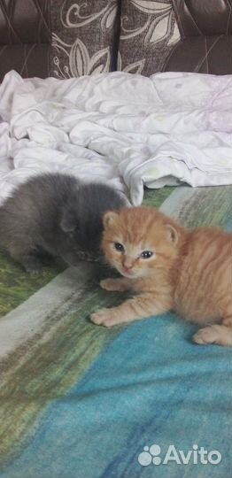 Котята в добрые руки