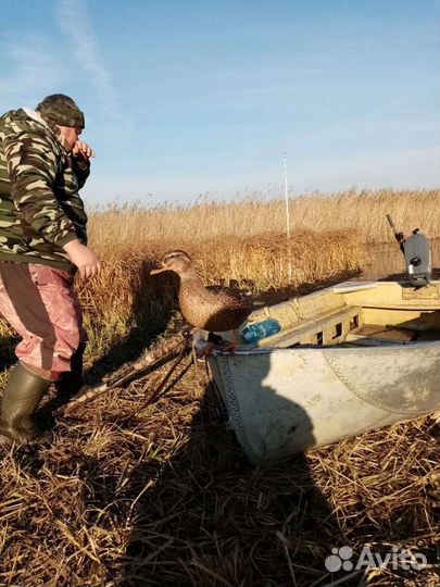 Утки подсадные для охоты