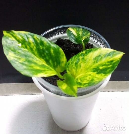 Филодендрон эпипремнум сциндапсус (часть 2)