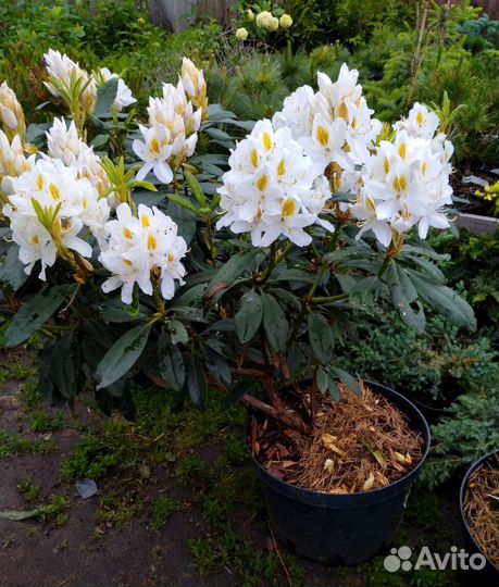 Рододендроны, азалии. Наличие и предзаказ 2023
