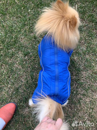 Дождевик комбинезон для маленьких собак